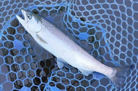 魚が強い！ ～岡崎トラウトポンド～